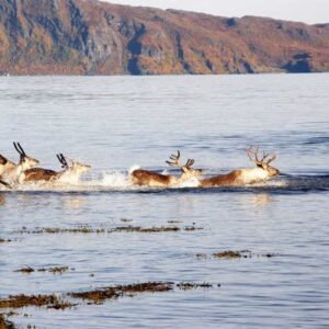 Understanding Viltnemnda How Norway Manages Wildlife, Hunting, and Conservation Laws