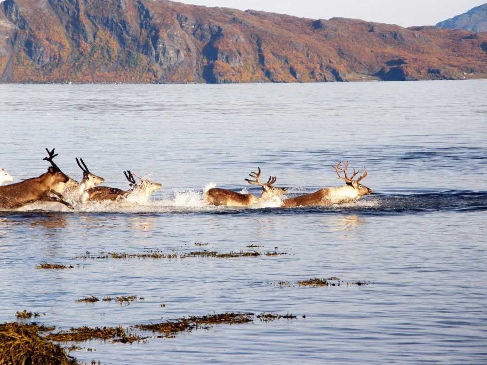 Understanding Viltnemnda How Norway Manages Wildlife, Hunting, and Conservation Laws